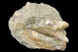 Otodus Shark Tooth Fossil in Rock - Eocene #161106-2